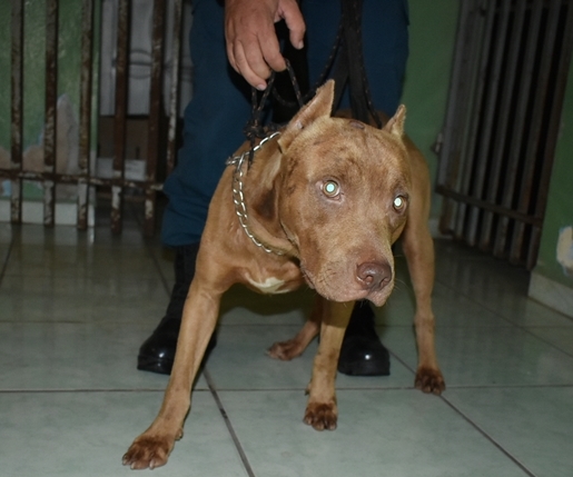 Duas crianças são atacadas por um cachorro da raça pit bull no Piracema, em Coxim