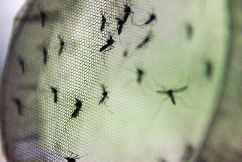 Cinco novas mortes por dengue são registradas e número chega a 18 em MS