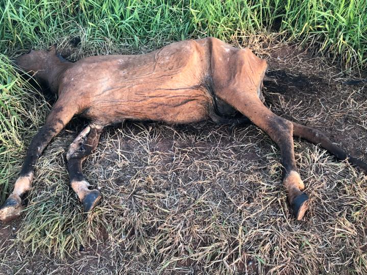 Veterinária é multada por deixar cavalo apodrecendo perto de casas e restaurante em Aparecida do Taboado