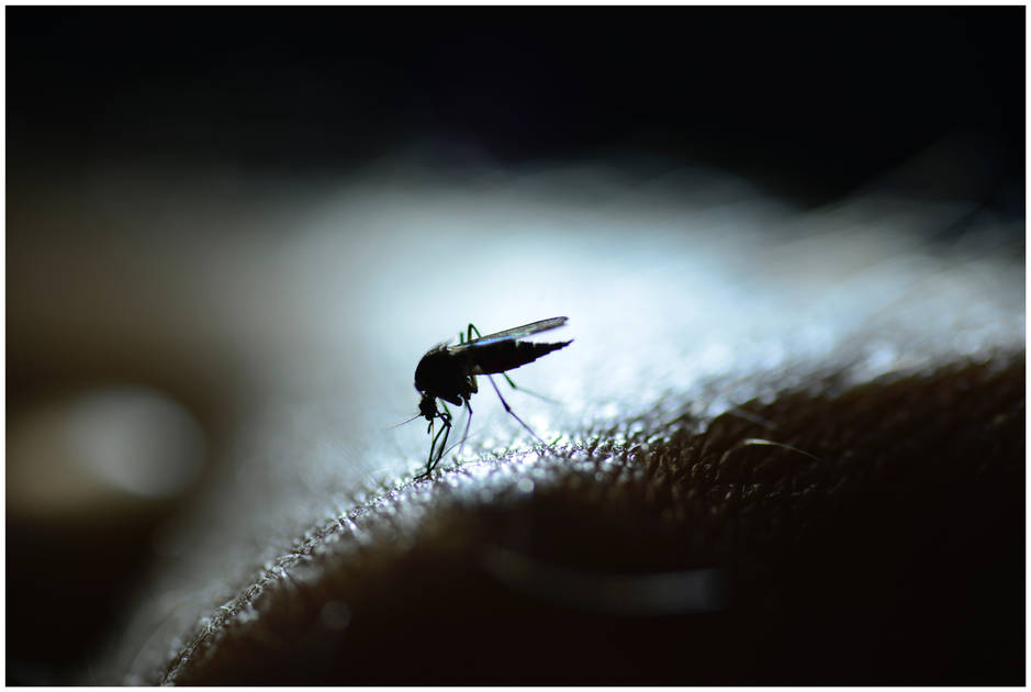 Com holofotes no coronavírus, dengue mata mais um em MS
