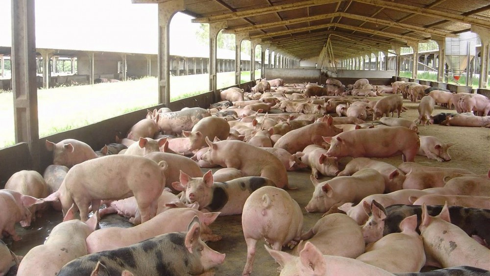 Suinocultores terão até 30 de junho para recadastramento no Programa Leitão Vida