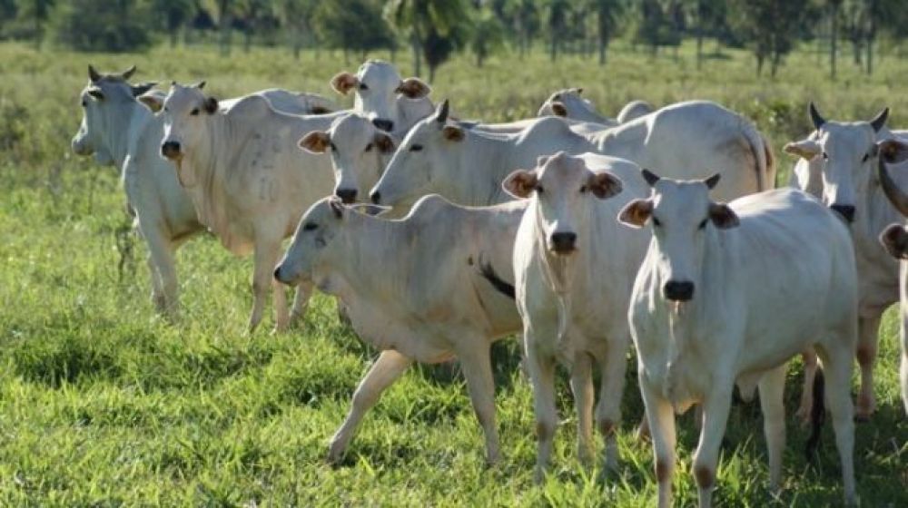 Prazo para produtor rural se cadastrar no Proacap é prorrogado