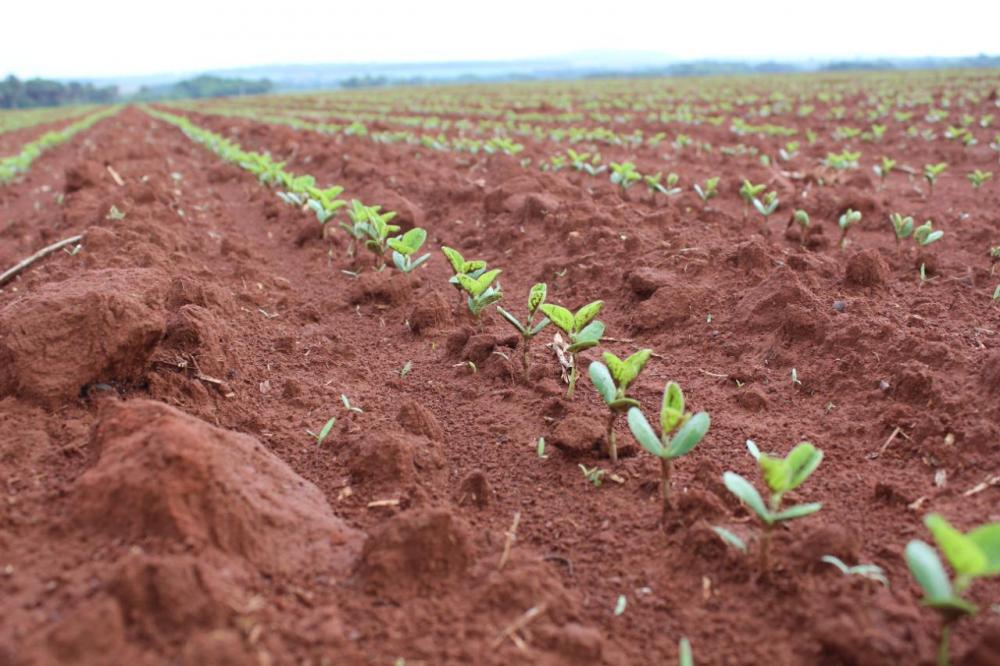 Ministério define regras para o plantio da soja em MS