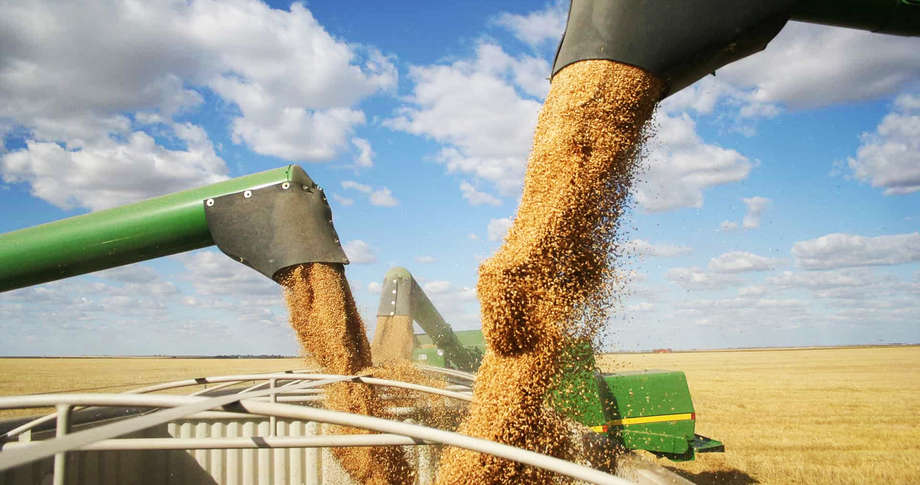MS e mais 3 estados produzem 87,5% da área de soja convencional brasileira
