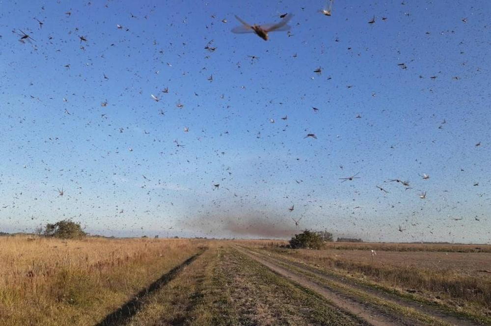 Da peste à praga: Paraguai alerta ministério sobre nuvem de gafanhotos que pode atingir o MS