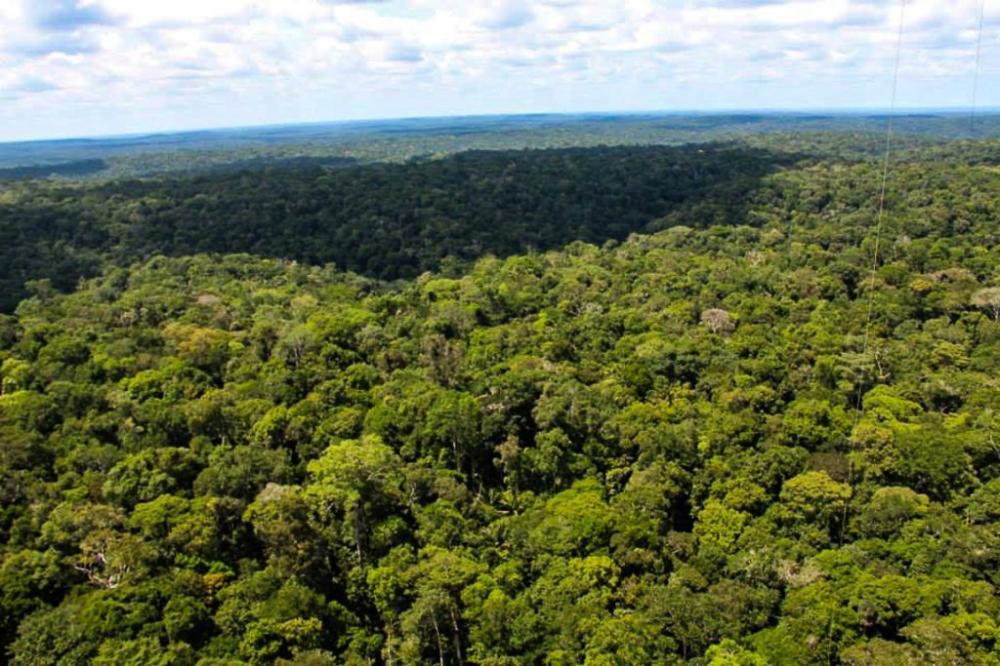 Governo destinará R$ 500 milhões para proteger mata nativa da Amazônia