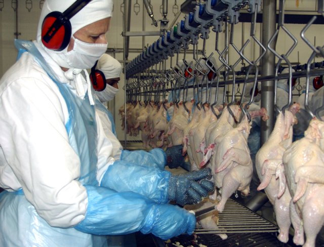 Exportações de carne de aves em MS disparam com rígido protocolo de biossegurança