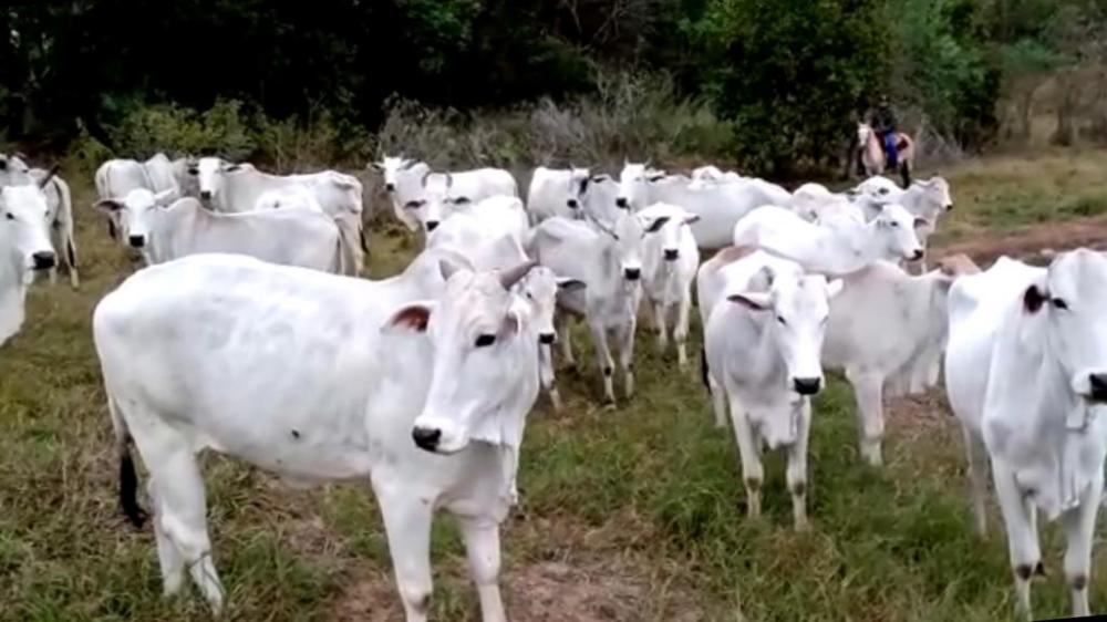 SAD - MS anuncia leilão presencial de 38 bovinos da raça Nelore