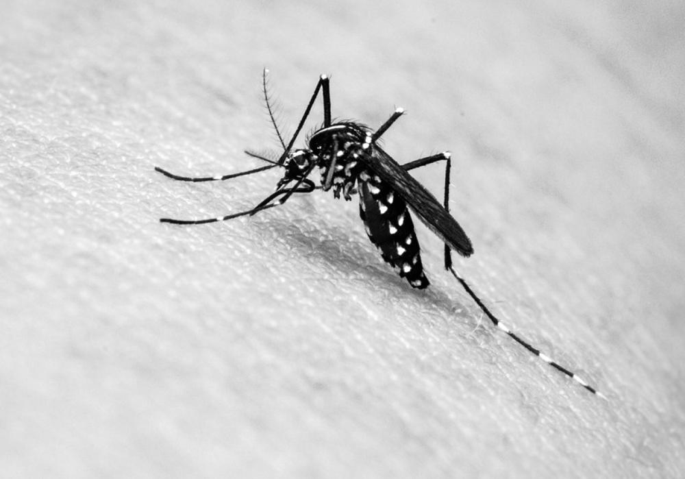 MS atinge 3º maior índice de notificações por dengue dos últimos 8 anos