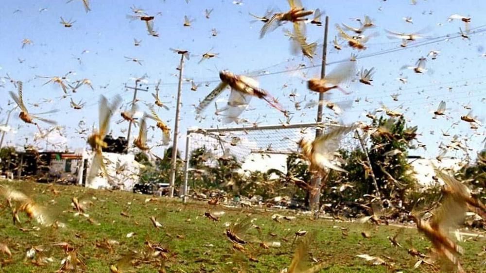 Paraguai confirma existência de nova nuvem de gafanhotos