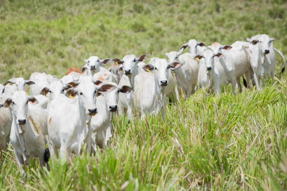 Ministério da Agricultura adia retirada da vacina contra aftosa