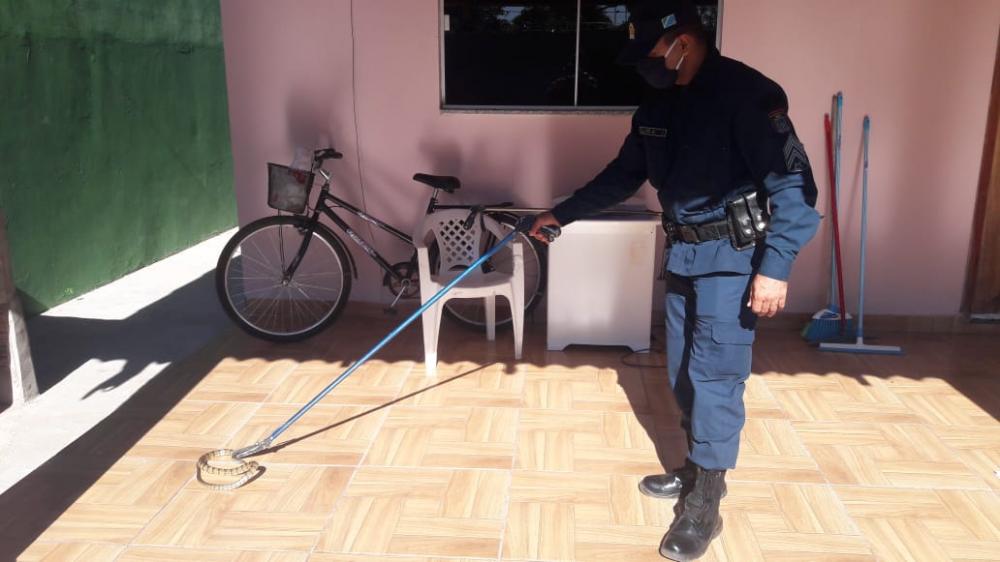PMA captura serpente peçonhenta em residência no centro de Coxim