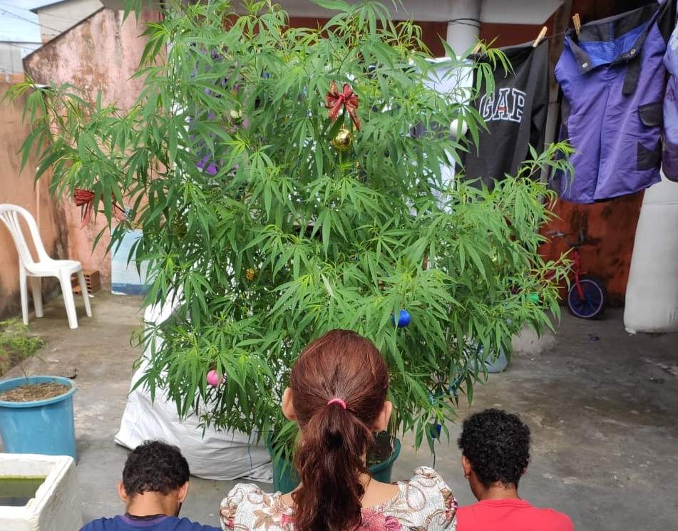 Pé de maconha vira árvore de Natal em casa no município de Serra no ES
