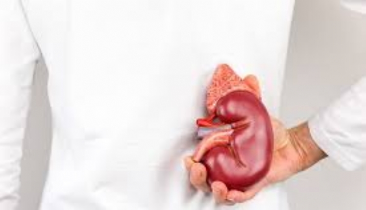 Saúde abre consulta sobre protocolo de transplante de rim