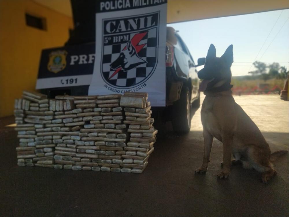 Polícia Militar e PRF apreendem 116 Kg de maconha com ajuda do Cão de Faro do canil de Coxim