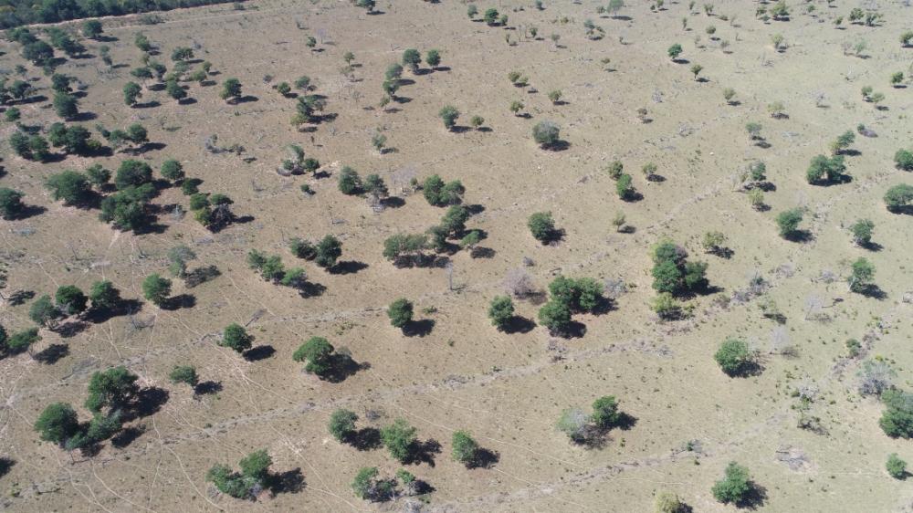 PMA de Coxim autua empresa paulista em R$ 320 mil por desmatamento ilegal de vegetação em área protegida em sua fazenda em Pedro Gomes