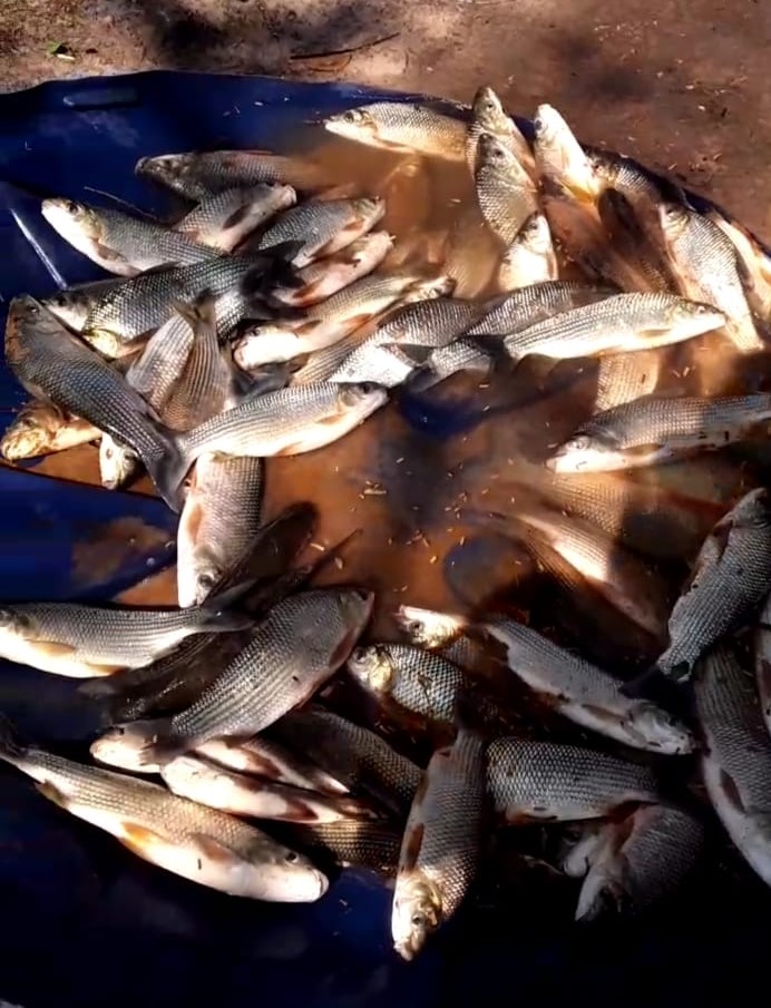 PMA de Coxim e São Gabriel do Oeste realizam vistoria em local onde ocorreu mortandade de peixes no Rio Correntes