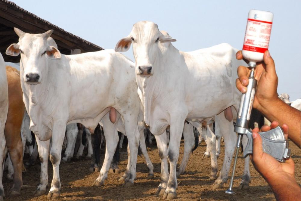 Iagro publica calendário oficial de vacinação contra febre aftosa em Mato Grosso do Sul