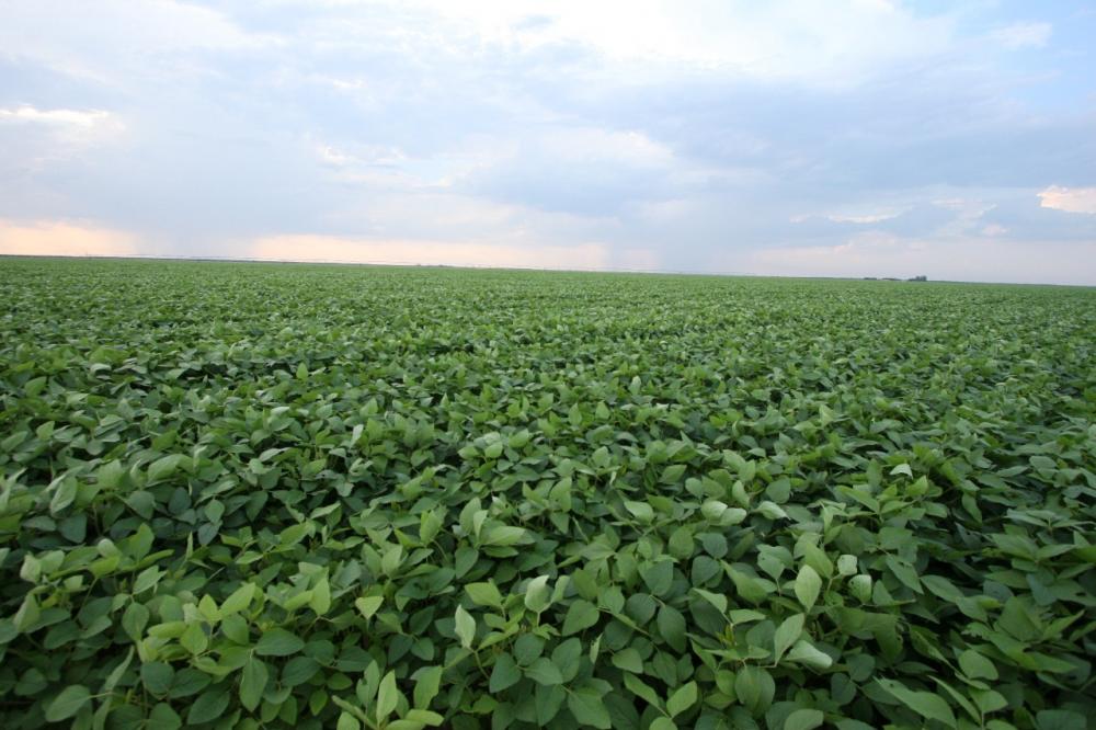 Produtores de soja tem até 31 de dezembro para cadastrar área de plantio