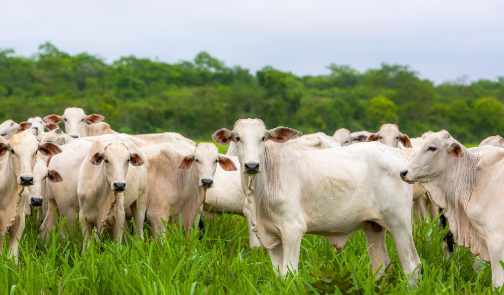 Sefaz implanta o Cadastro Eletrônico da Agropecuária em MS