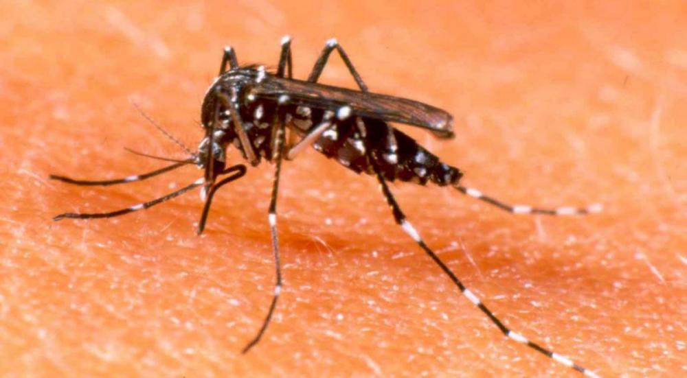 De 79 municípios de MS, 74 enfrentam epidemia de dengue