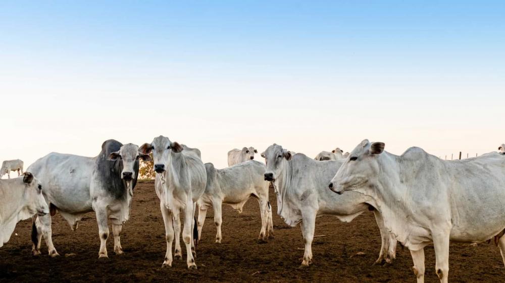 MJ leiloa 434 cabeças de gado usado para lavagem de dinheiro
