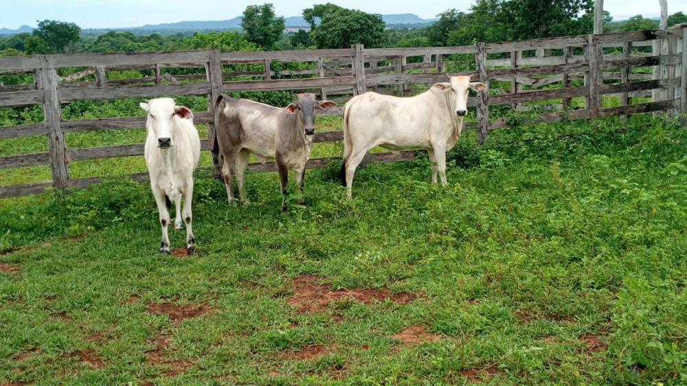Polícia Militar prende jovem de 18 anos e apreende uma adolescente de 15 anos por furto de gado em fazenda de Rio Verde