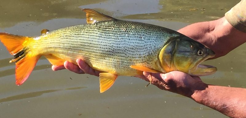 Governo analisa flexibilização da Cota Zero quanto a tamanho de peixes