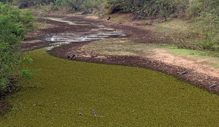 Baixo volume de chuvas pode levar MS a decretar emergência ambiental