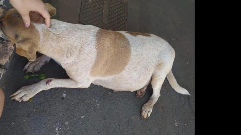 Mulher é autuada pela polícia por maus-tratos com cadela prenhe
