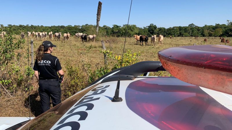 Polícia cumpre mandado de buscas e apreensões após furto milionário de gado nelore em MS