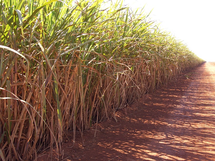 Produção de etanol na safra 2019/2020 deve aumentar 7,1%, diz Unica