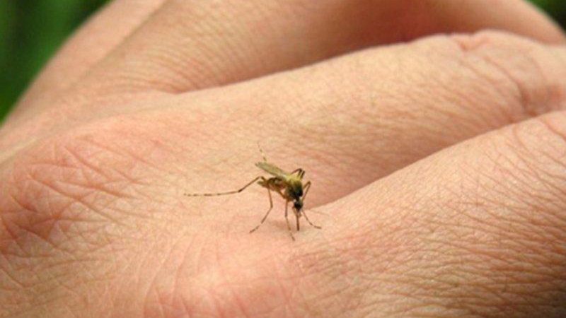 Casos de dengue e chikungunya em MS despencam até 81% em 2021