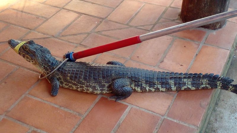 Jacaré é resgatada amordaçado e sem pata em Centro de Educação Infantil em Campo Grande