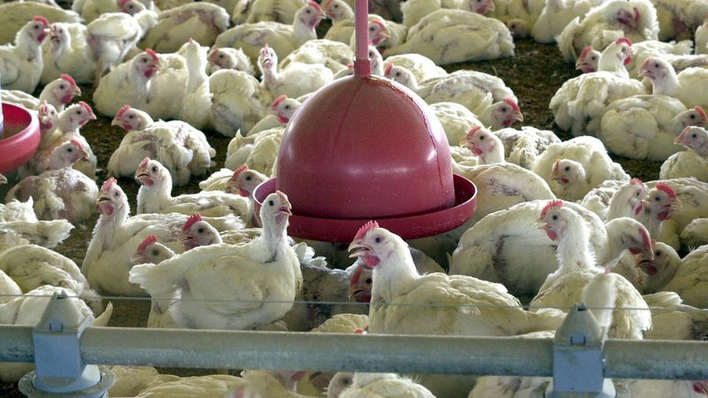 China tem primeiro caso no mundo de gripe aviária H10N3 em humanos