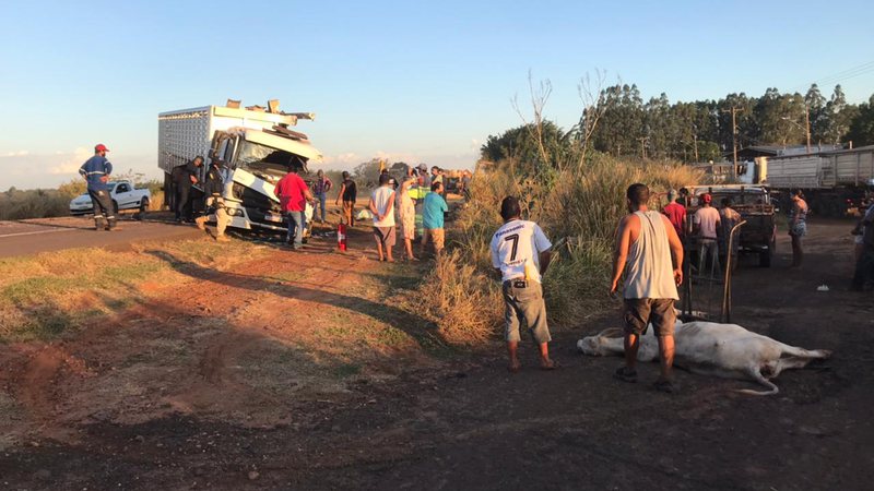 Acidente entre bitrem com 50 toneladas de milho e caminhão boiadeiro mata 10 animais de leilão
