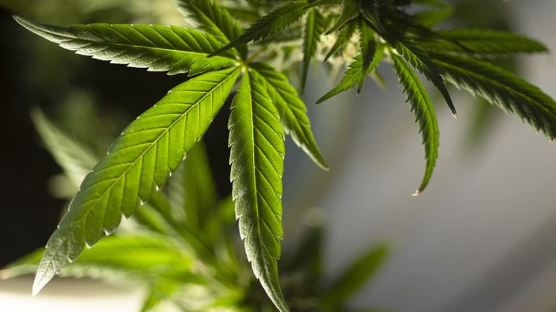 Incluindo crianças, pacientes com epilepsia conseguem tratamento com Canabidiol em MS
