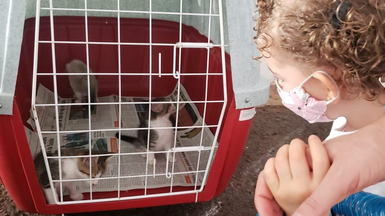 Após feira de adoção, 96 cães e gatos ganharam um novo lar em Campo Grande