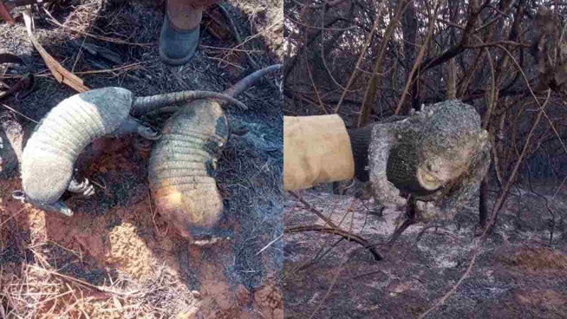 'Comoveu toda a equipe', diz bombeiro após encontrar macaco carbonizado em incêndios em MS
