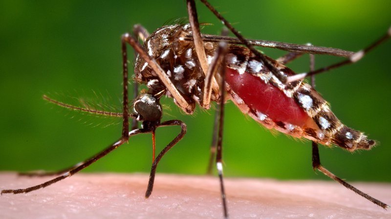 Antibiótico pode ajudar a evitar que Zika danifique o cérebro fetal, diz estudo