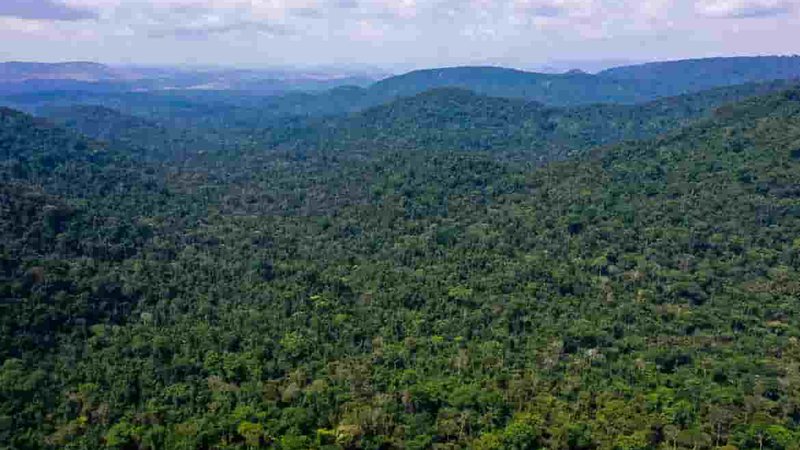 Mato Grosso concentra metade da exploração de madeira em toda Amazônia