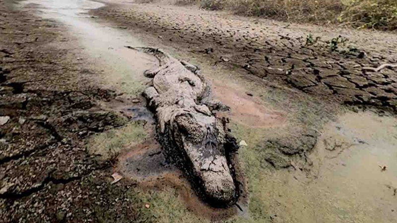 Pantanal perde 68% de áreas alagadas em 30 anos e seca já causa impactos na reprodução de peixes