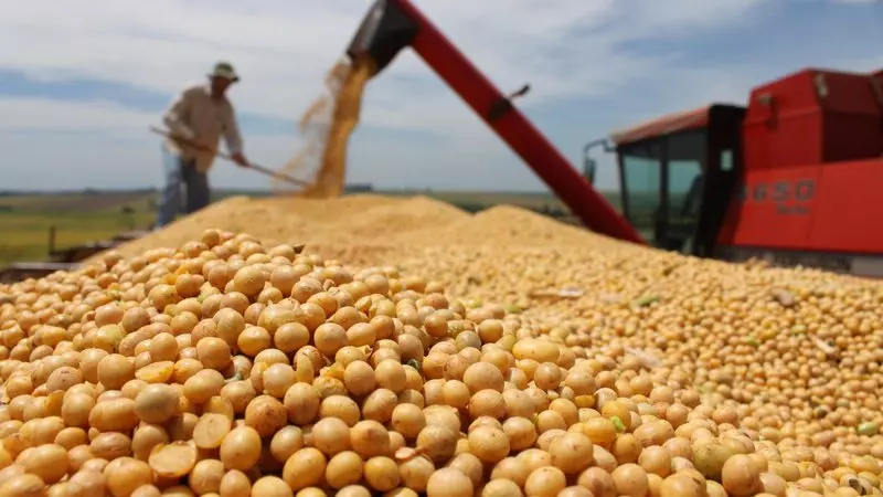 Próxima safra de soja em MS deve gerar investimento de 30% a mais para agricultor