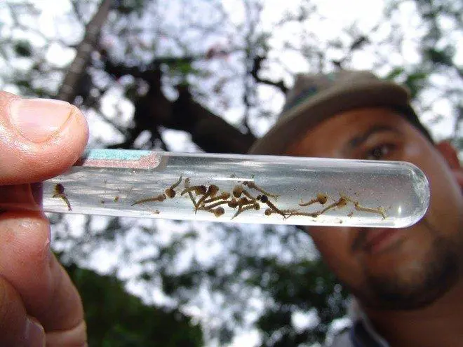 'Nova dengue' pode repetir surto de 2020 em MS com contágio maior entre pessoas de 10 a 39 anos