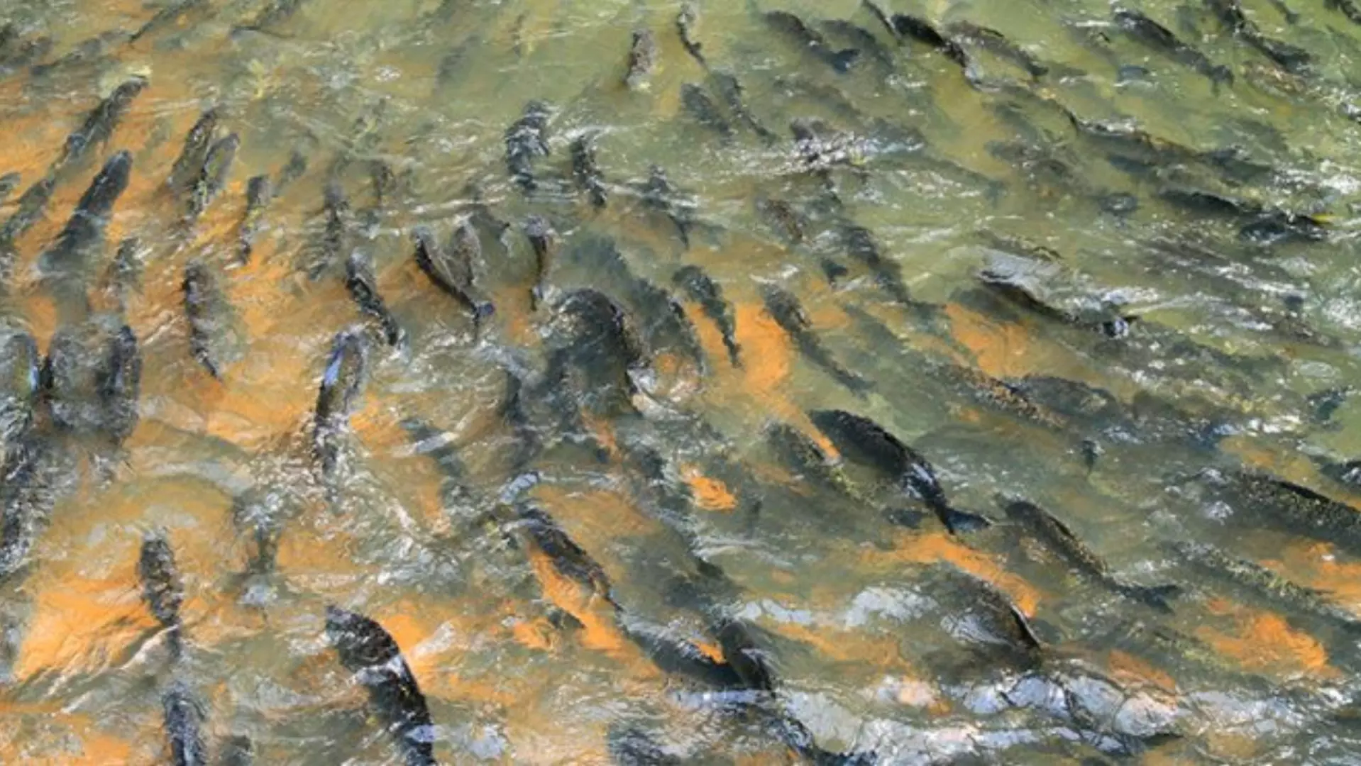 Piracema começa neste sábado em Mato Grosso do Sul; saiba o que é liberado nos rios