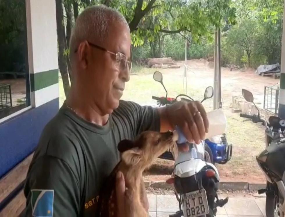 PMA recolhe e encaminha ao Cras filhote de veado abandonado em fazenda no Distrito de Piraputanga