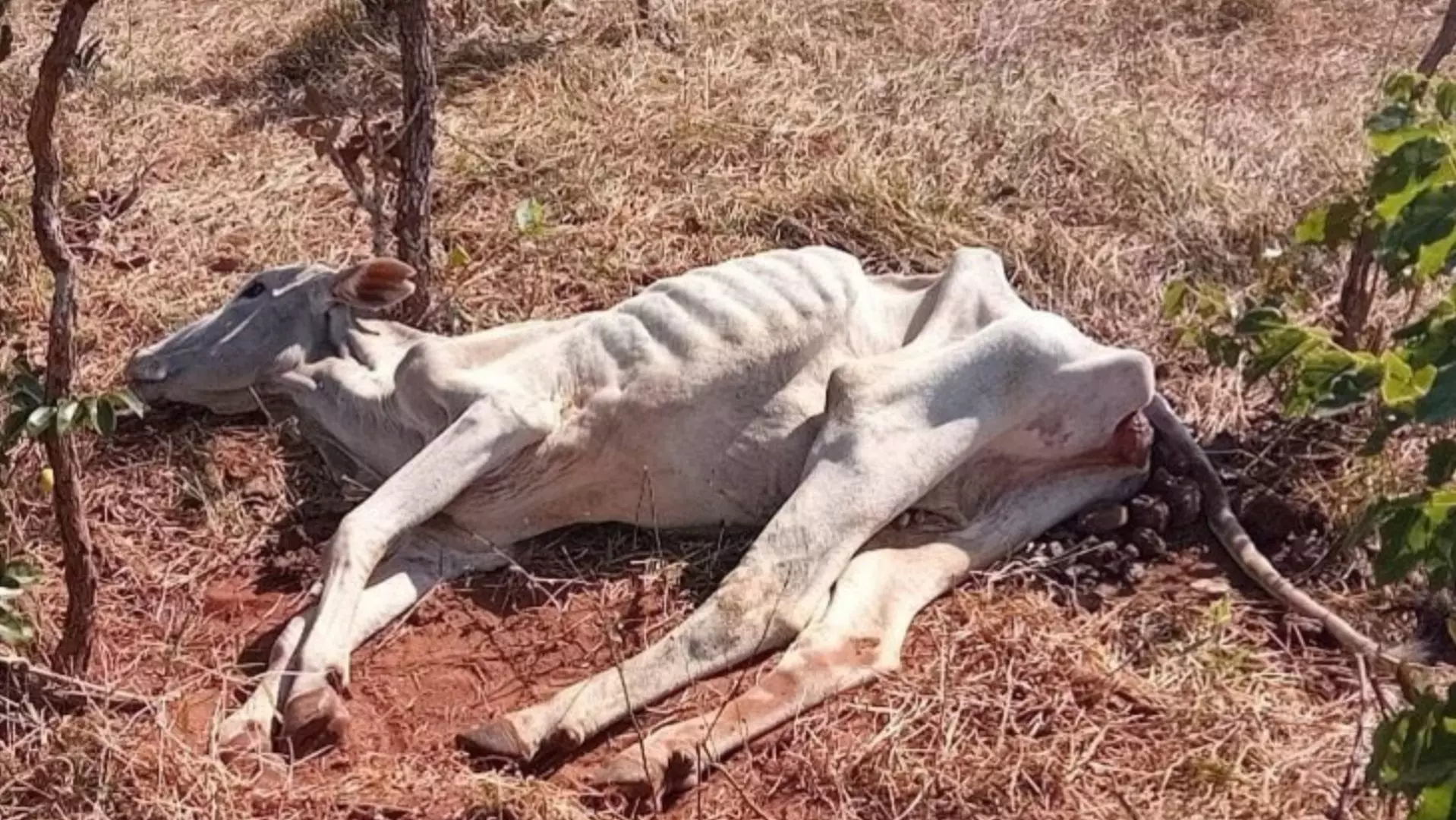 Registro de maus-tratos a animais bate recorde em MS e chega a R$ 1,2 milhão em multas