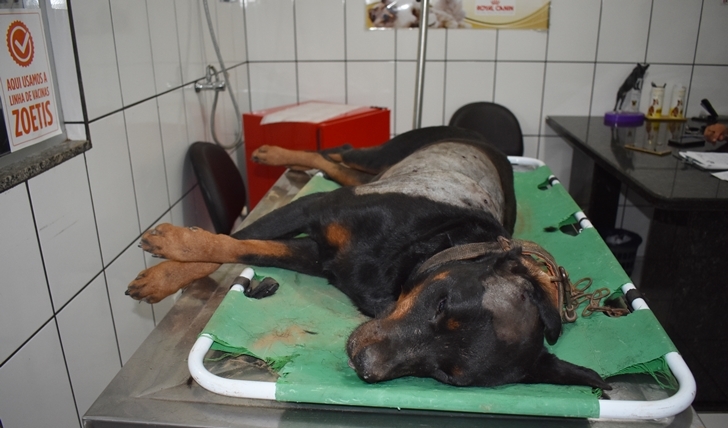 Cachorro morre após ser baleado em fazenda na zona rural de Pedro Gomes