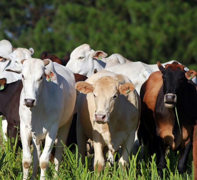 Arroba do boi gordo cai 15%, e preço da carne deve diminuir