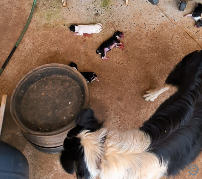 Sem alimento e água, filhotes morrem e 7 cães são resgatados em Chapadão